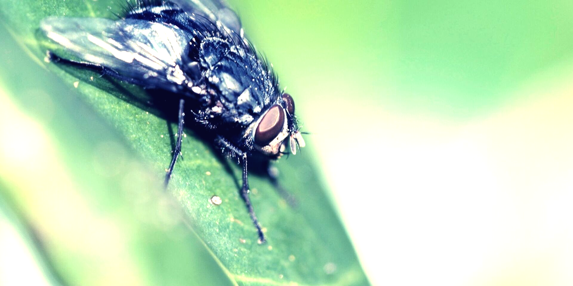 flies from rats