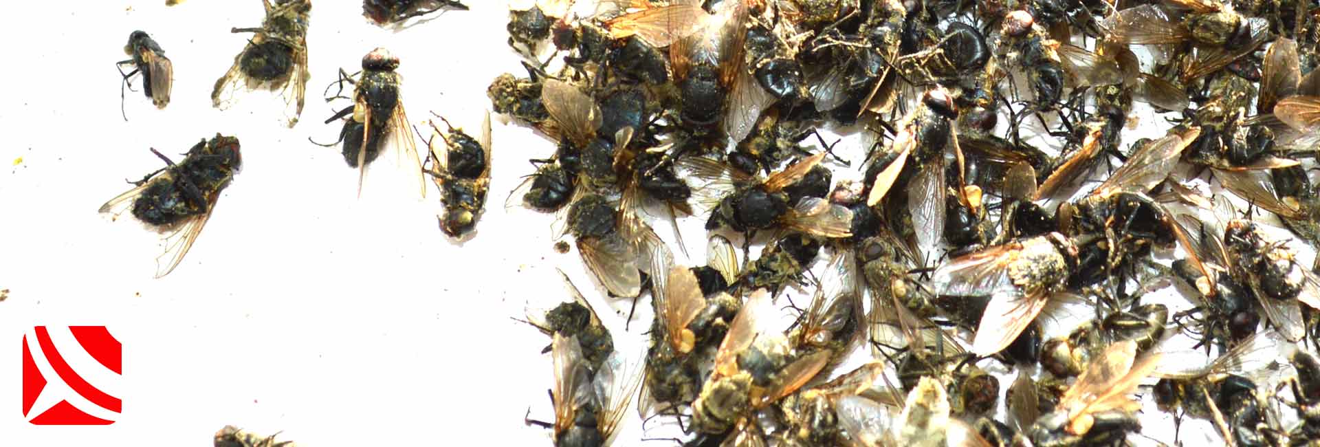 flies from rats