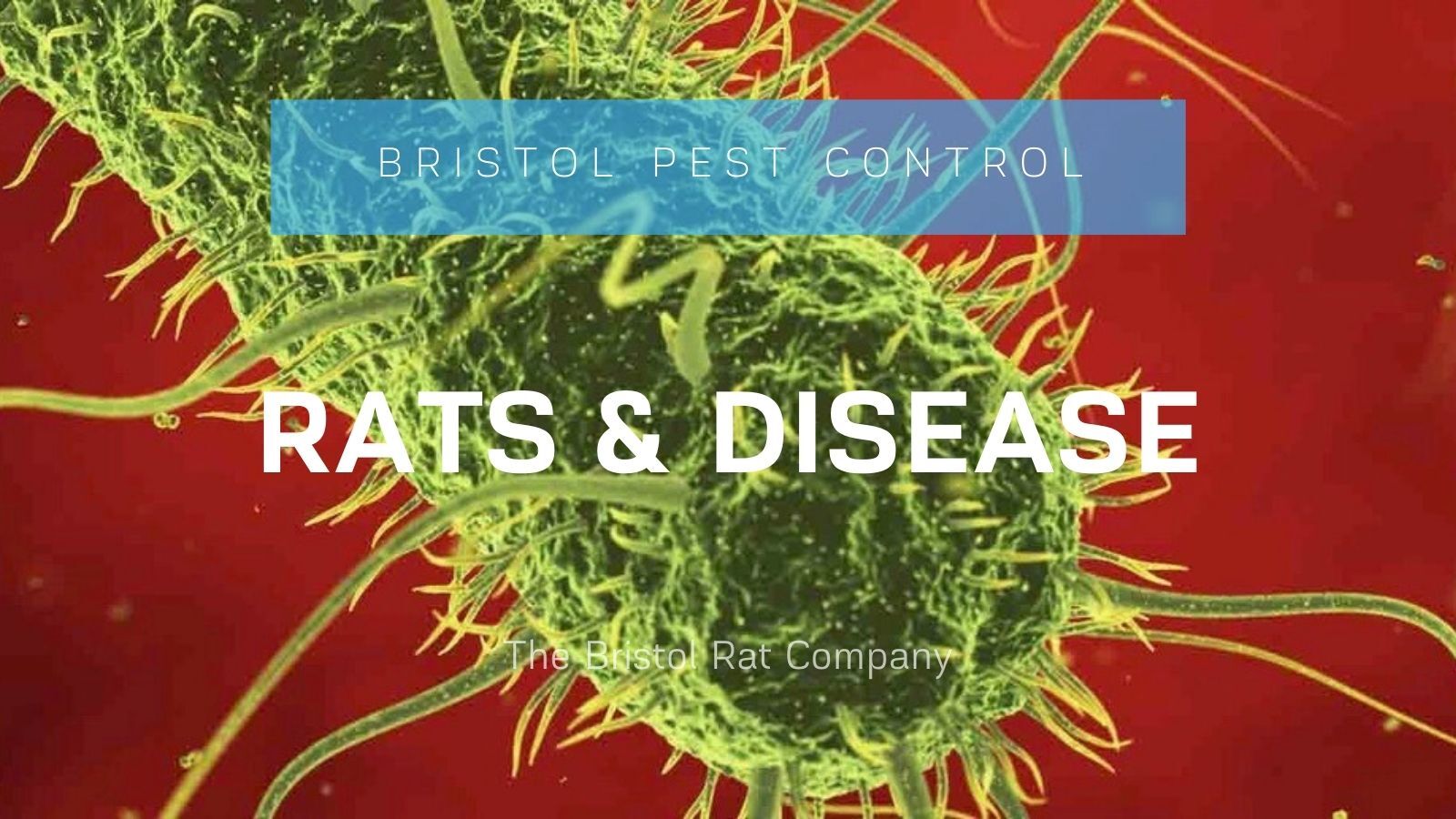 Rat Diseases and Fire Risk The Bristol Rat Company
