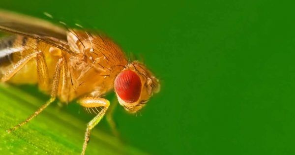 fruit flies