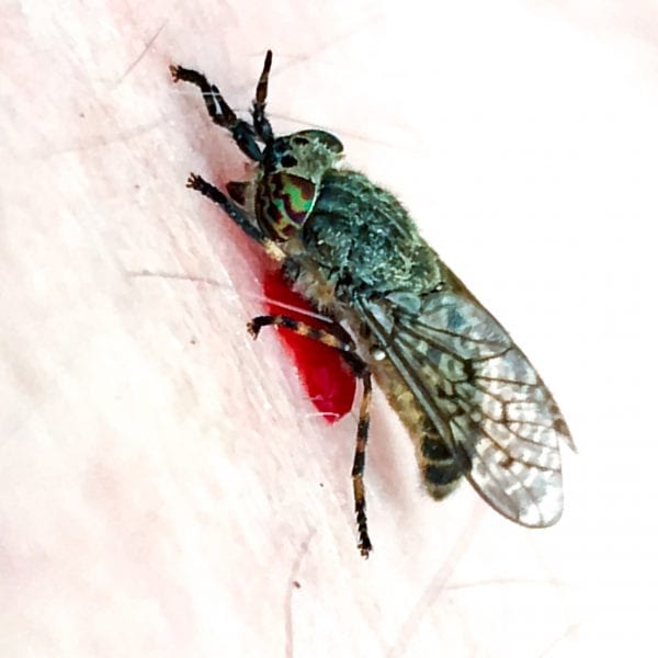 horse flies biting blood