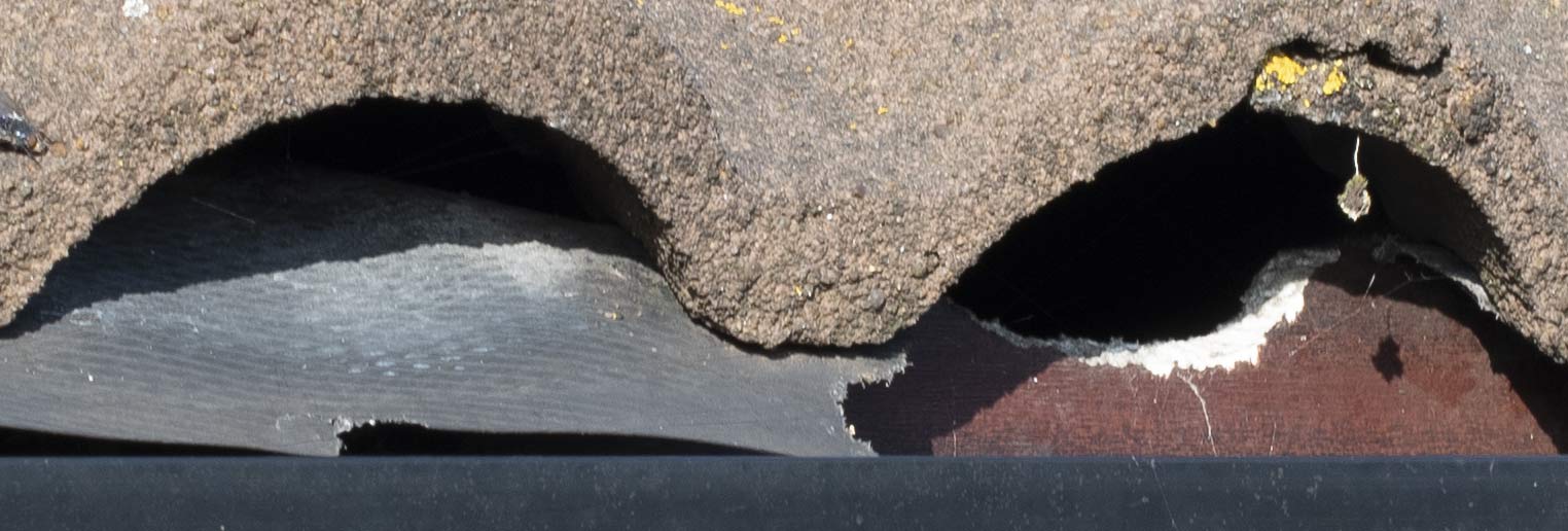 squirrel damage to roof