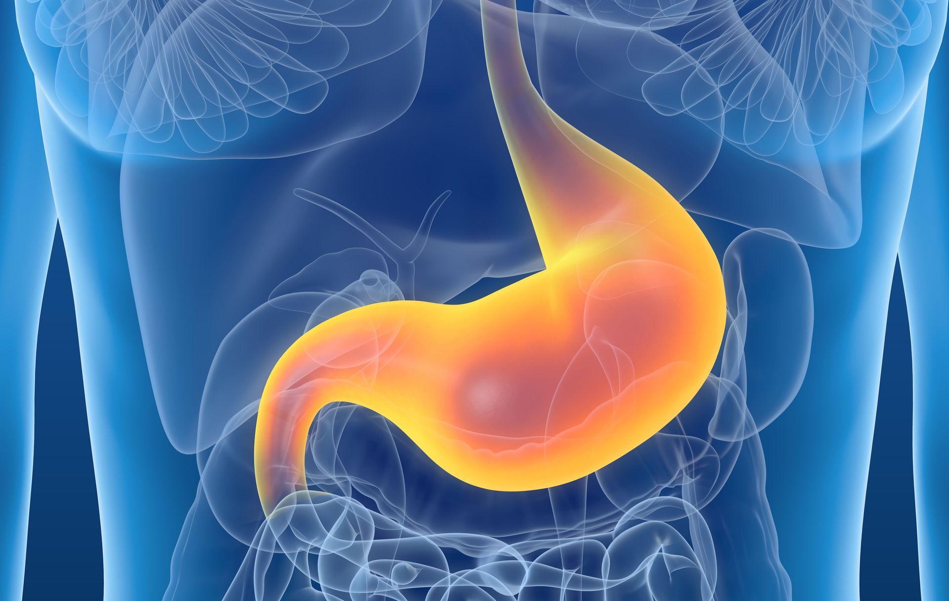 Ilustração de um estômago laranja brilhante em um torso humano azul, mostrando a anatomia abdominal.