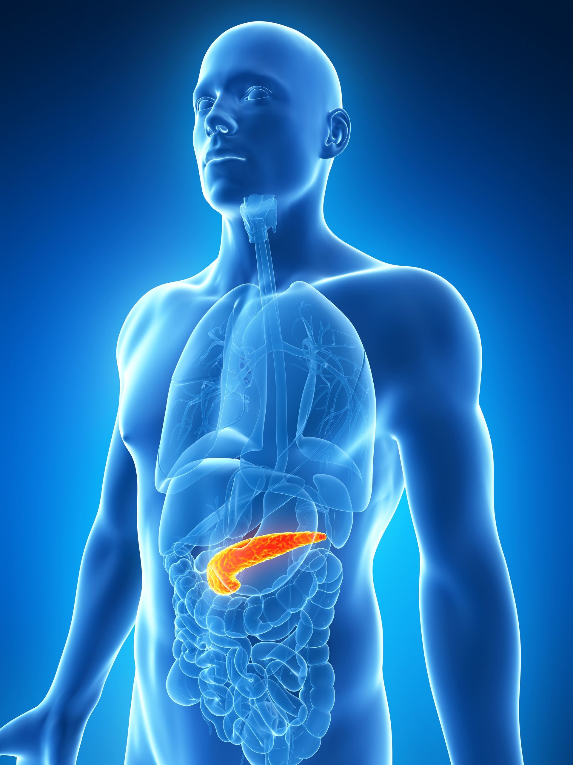 Ilustração de um torso humano azul com o pâncreas destacado em laranja dentro do abdômen.