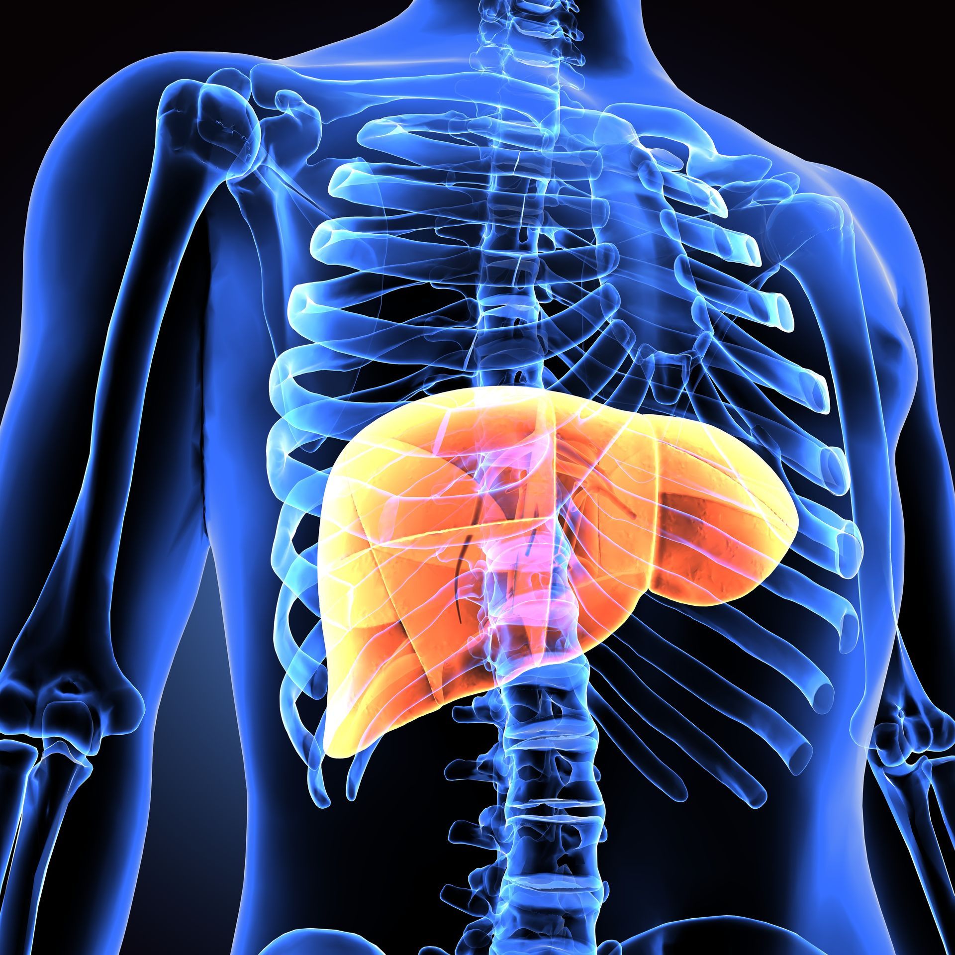 Torso azul em 3D com fígado laranja destacado abaixo das costelas.