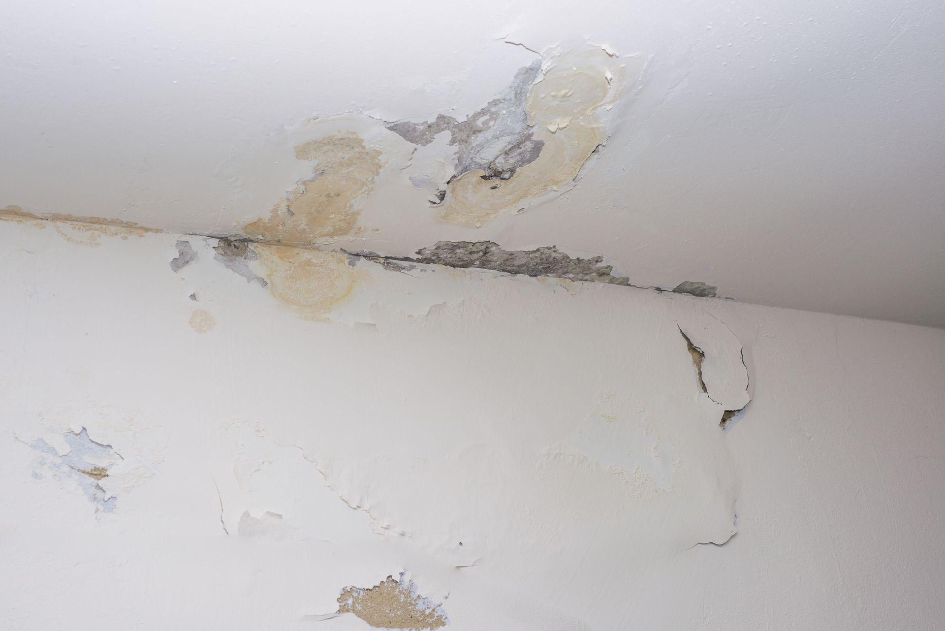 Wet Drywall in Your Basement