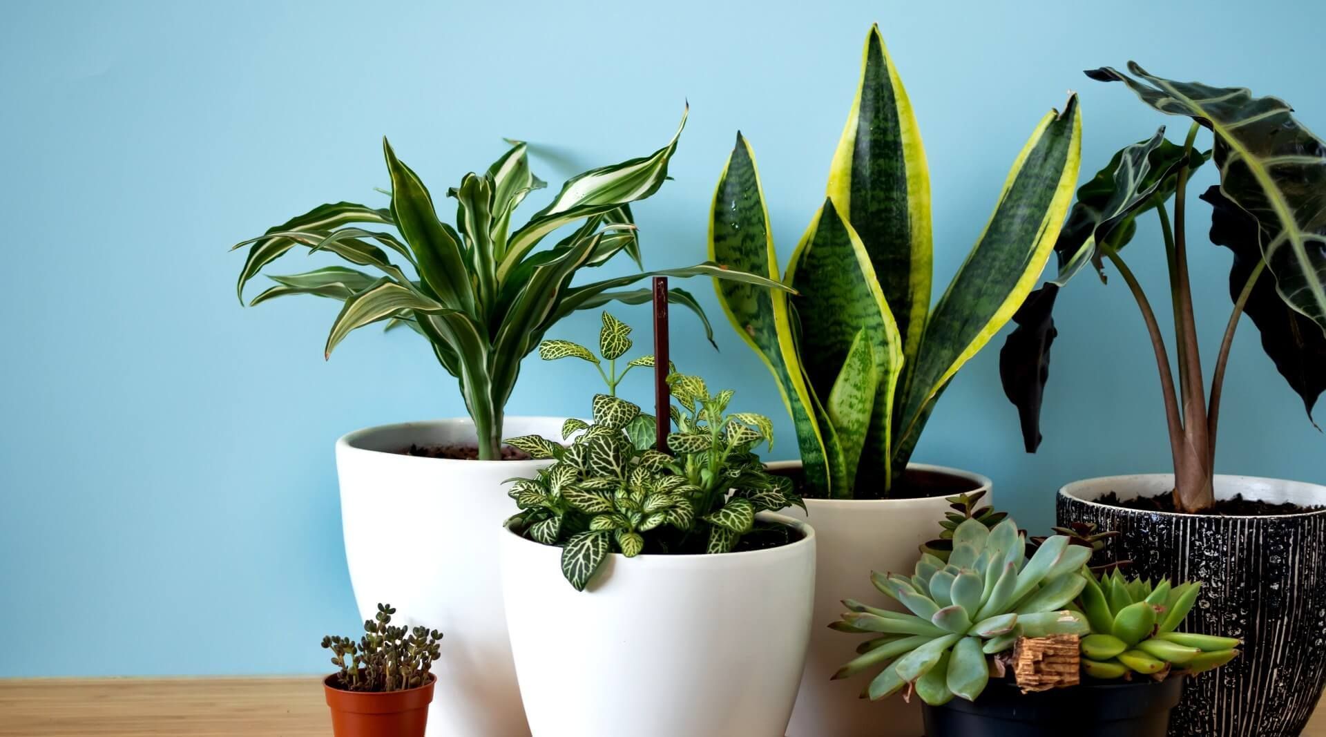 Plants, such as the snake plant, is perfect for basements for better air quality and more