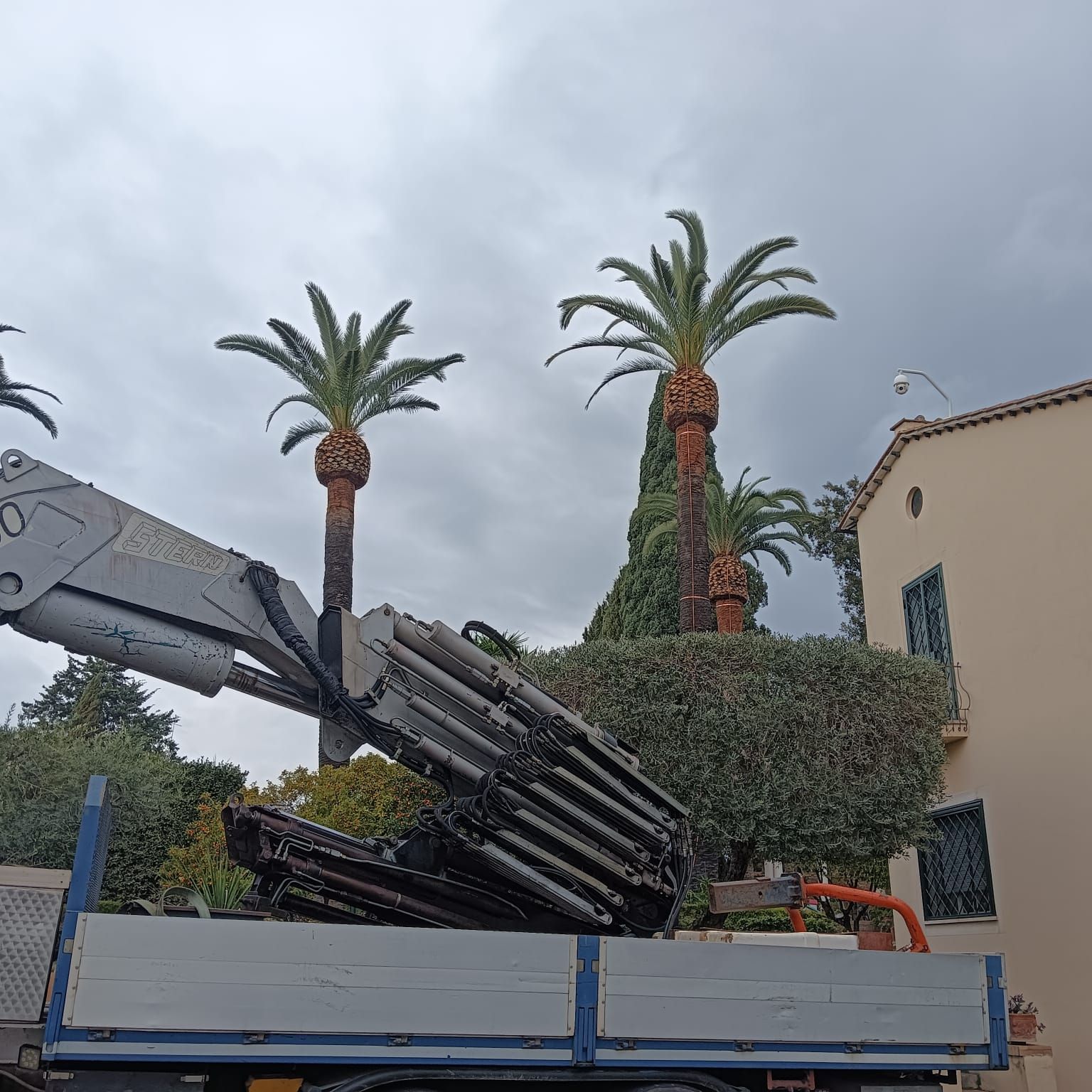 Un arboricoltore, munito di dispositivi di sicurezza, pota un grande albero con una motosega mentre è assicurato con delle corde.