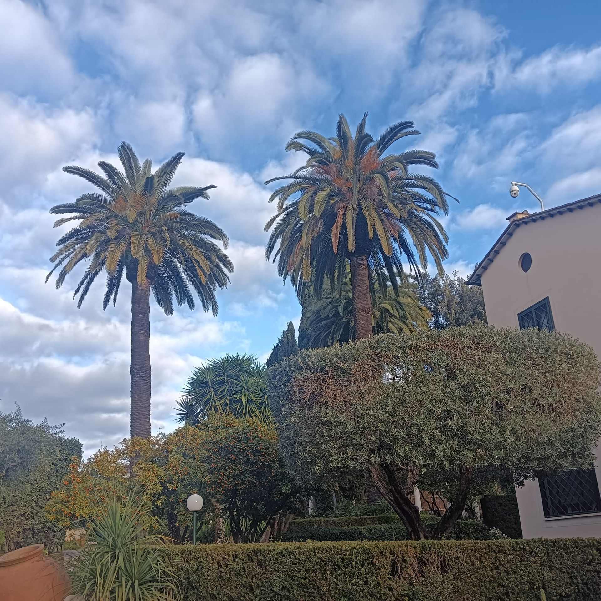 Operai con giubbotti arancioni potano un grande albero in una zona boschiva, con coni e barriere di sicurezza nelle vicinanze.