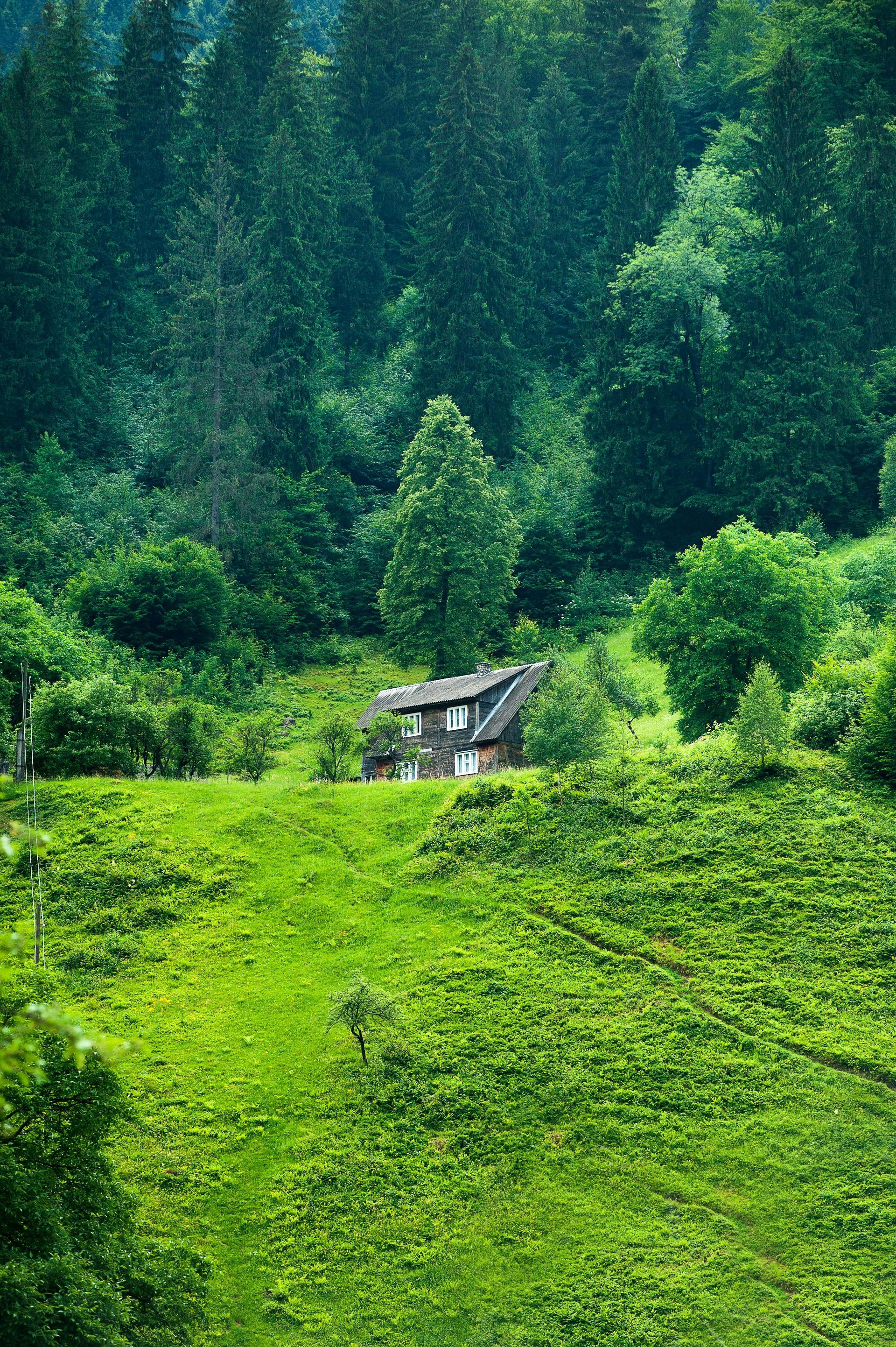 Lush green hillside with a small house nestled among trees.