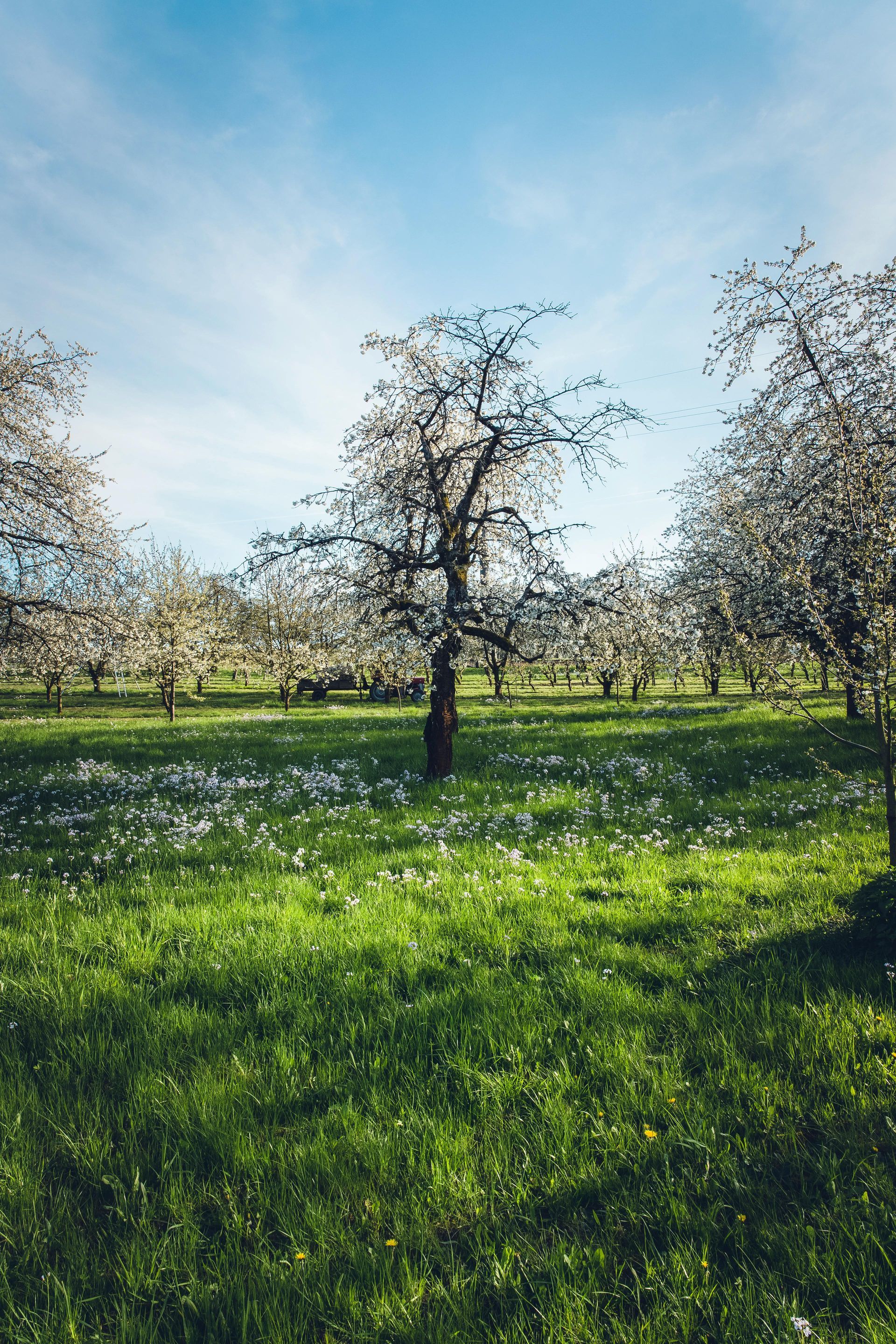 Flowering trees in a lush green field under a bright blue sky.