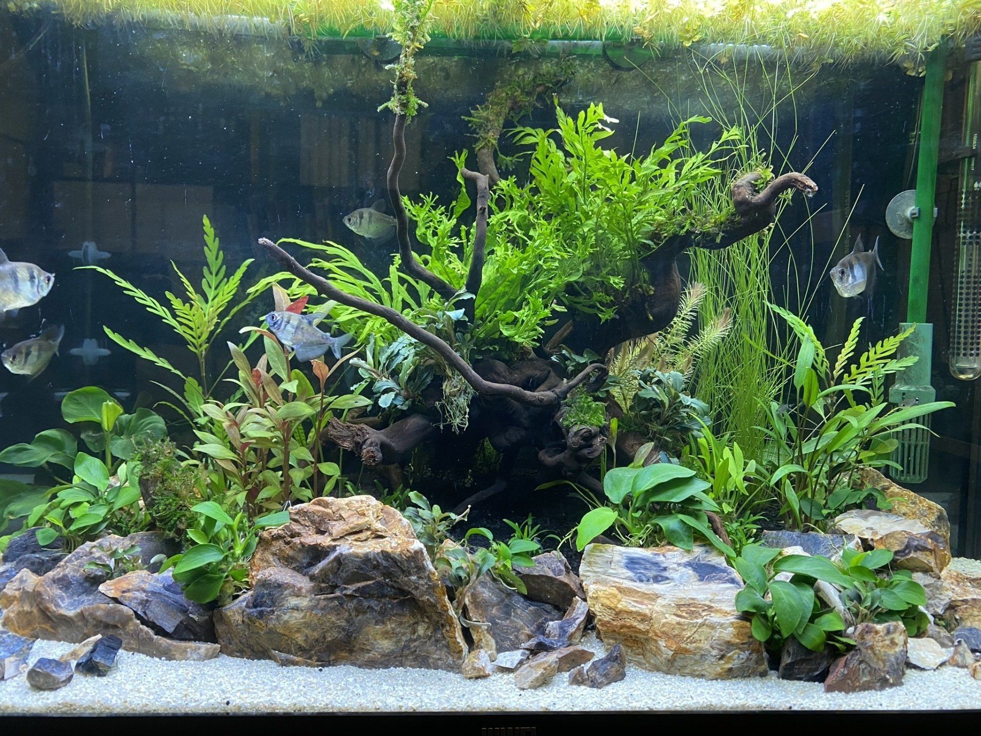 Eheim aquarium in woonkamer