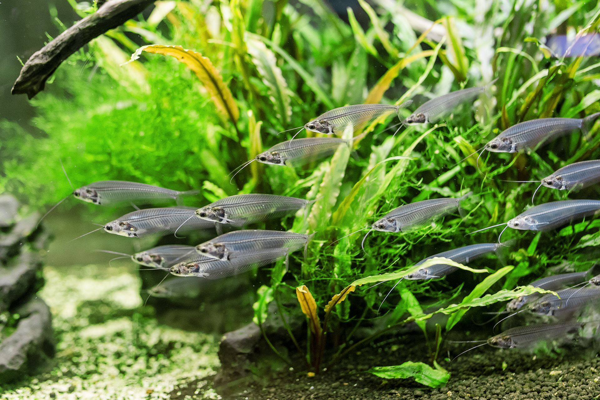 Een groep vissen zwemt in een aquarium omringd door planten.