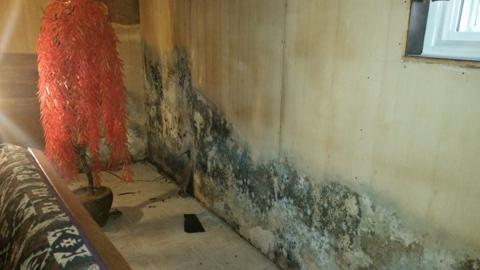A room with a couch , a plant , and a mouldy wall.