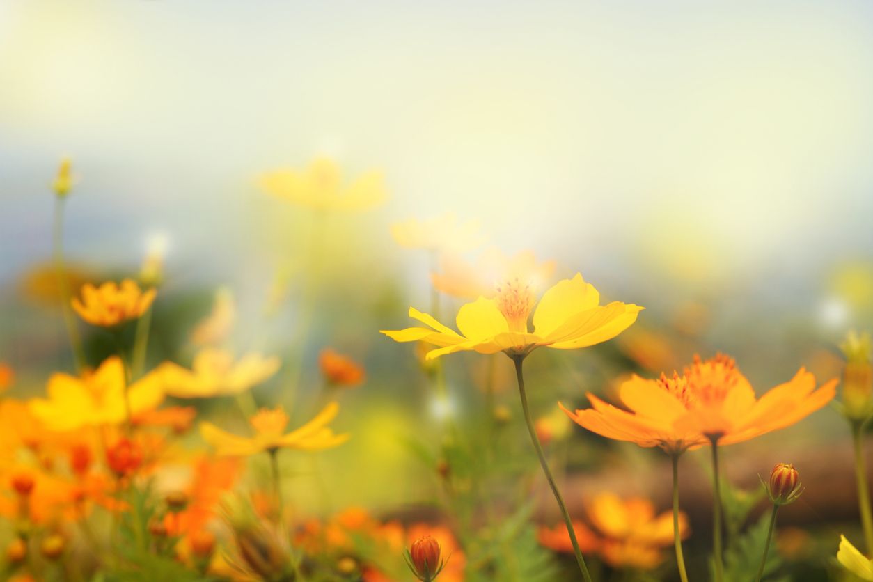 spring flowers