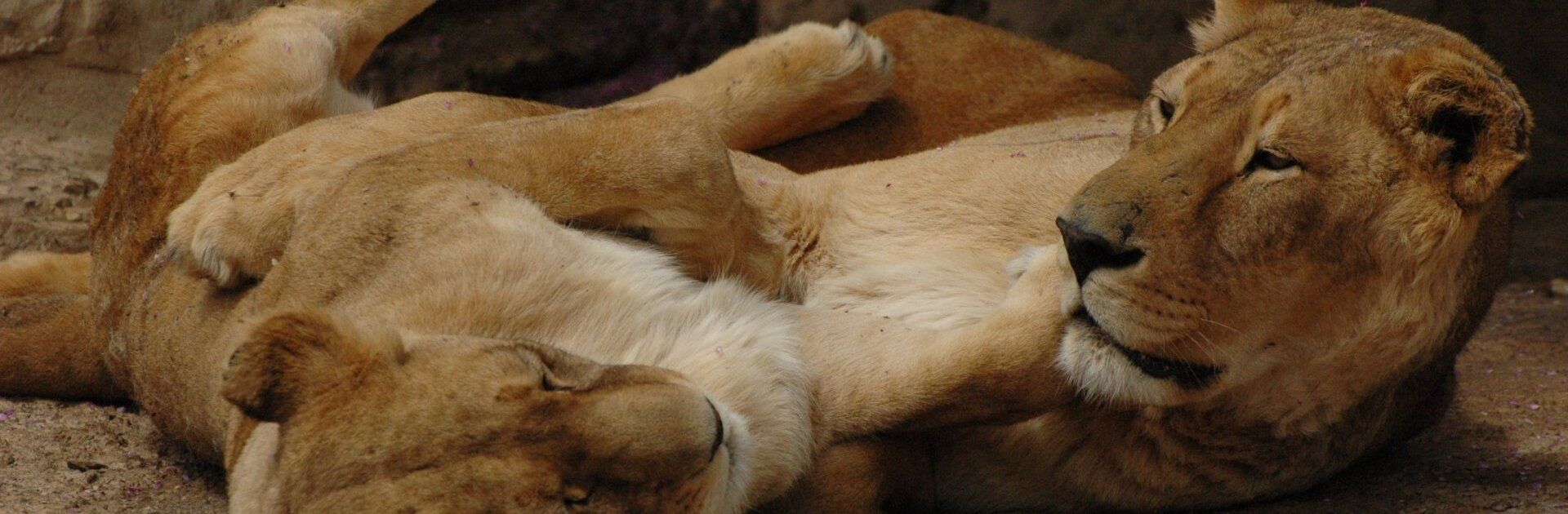Lionesses rest at Zürich zoo, Switzerland
