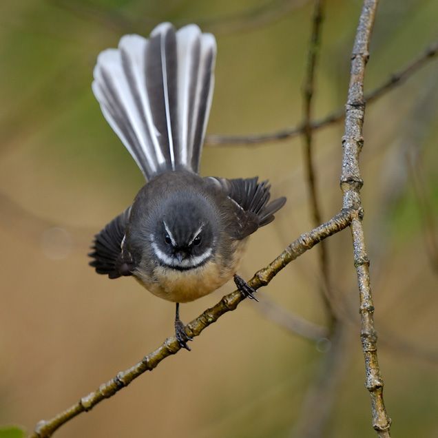 A small bird is perched on a tree branch