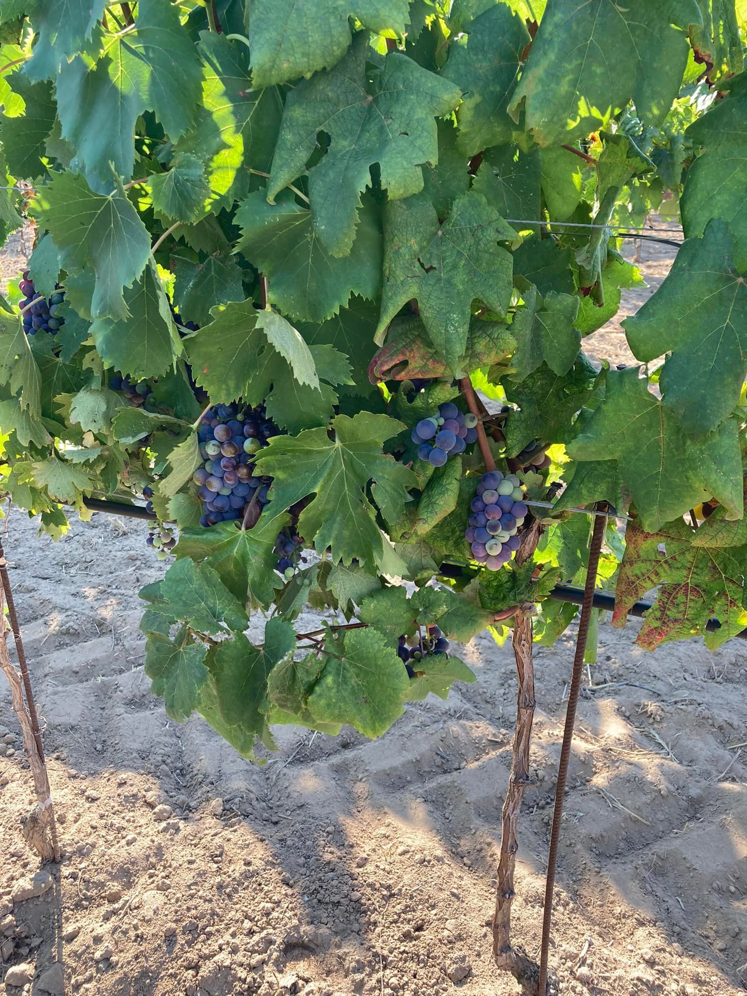 la vigna