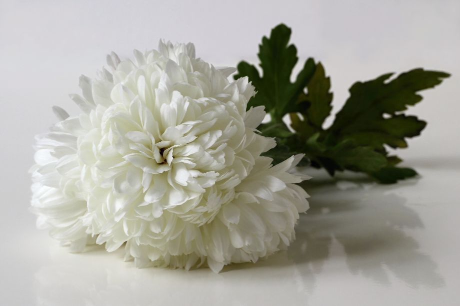 fiore bianco
