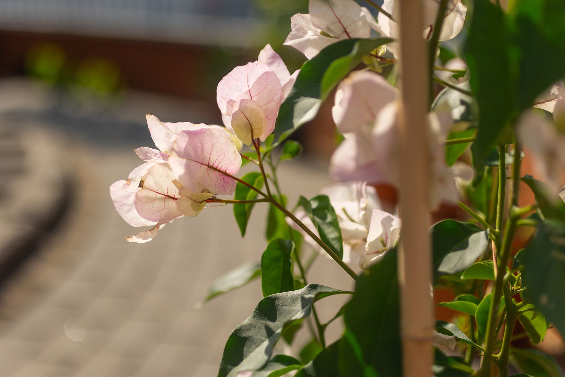 Pale pink bougainvillea flowers with green leaves, set against a blurred outdoor background.