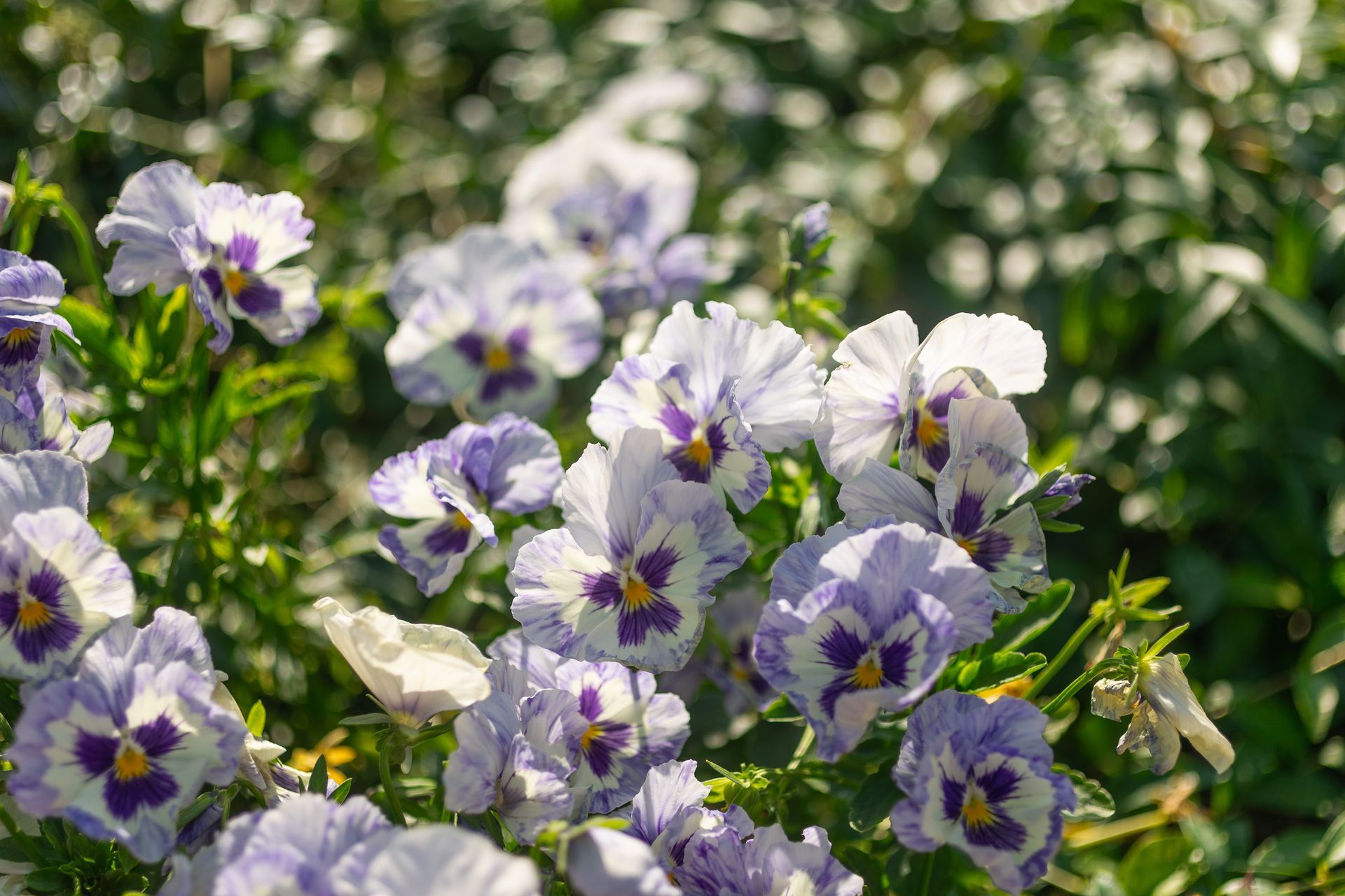 Light purple and white pansies with dark purple centers bloom in a garden.
