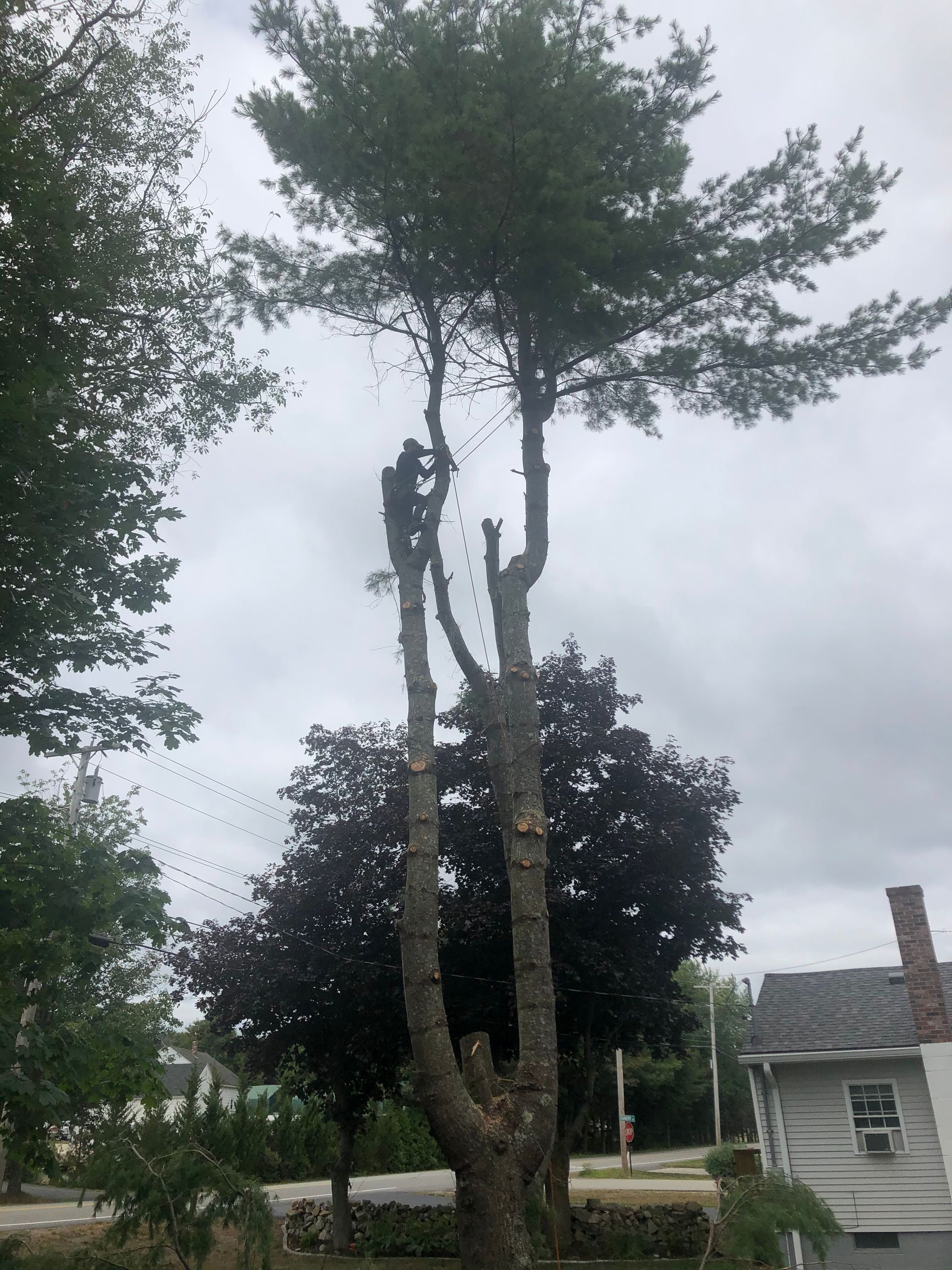 Tall tree with branches cut, against a cloudy sky. In front of a house.