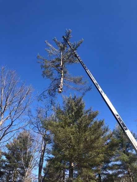A tall tree being lifted by a crane against a bright blue sky.