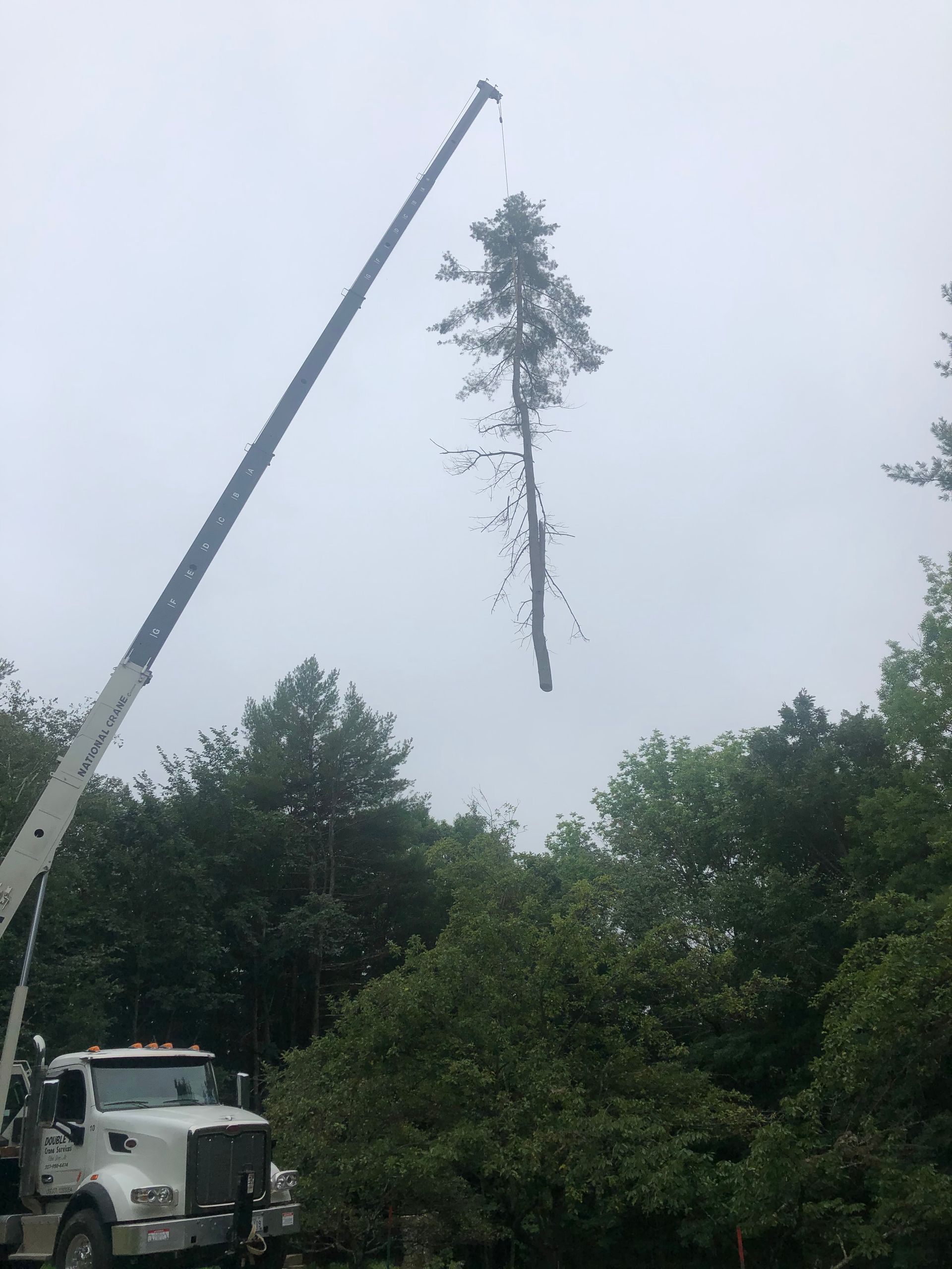 A tree being lifted by a crane against a cloudy sky above a green forest.