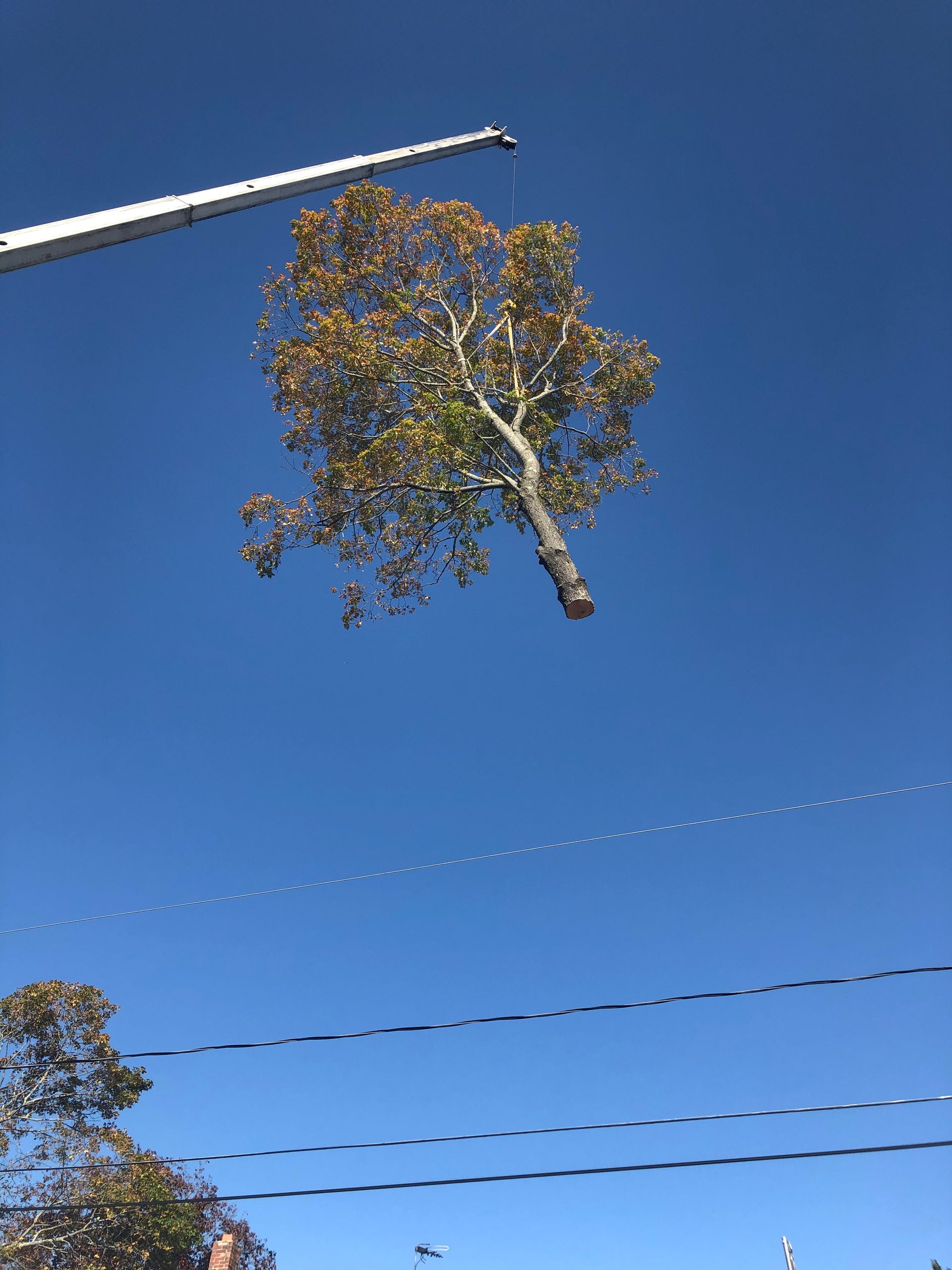 A tree held aloft by a crane against a bright blue sky.