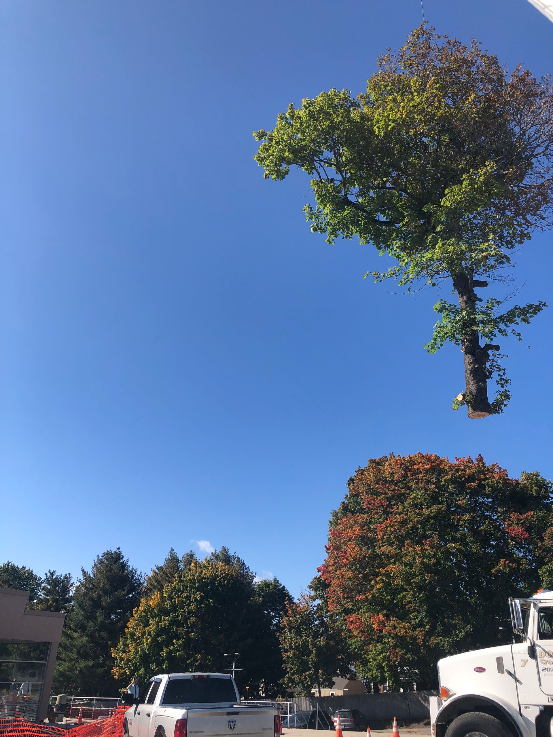 A tree being lifted by a crane against a clear blue sky. Other trees and vehicles are also visible.