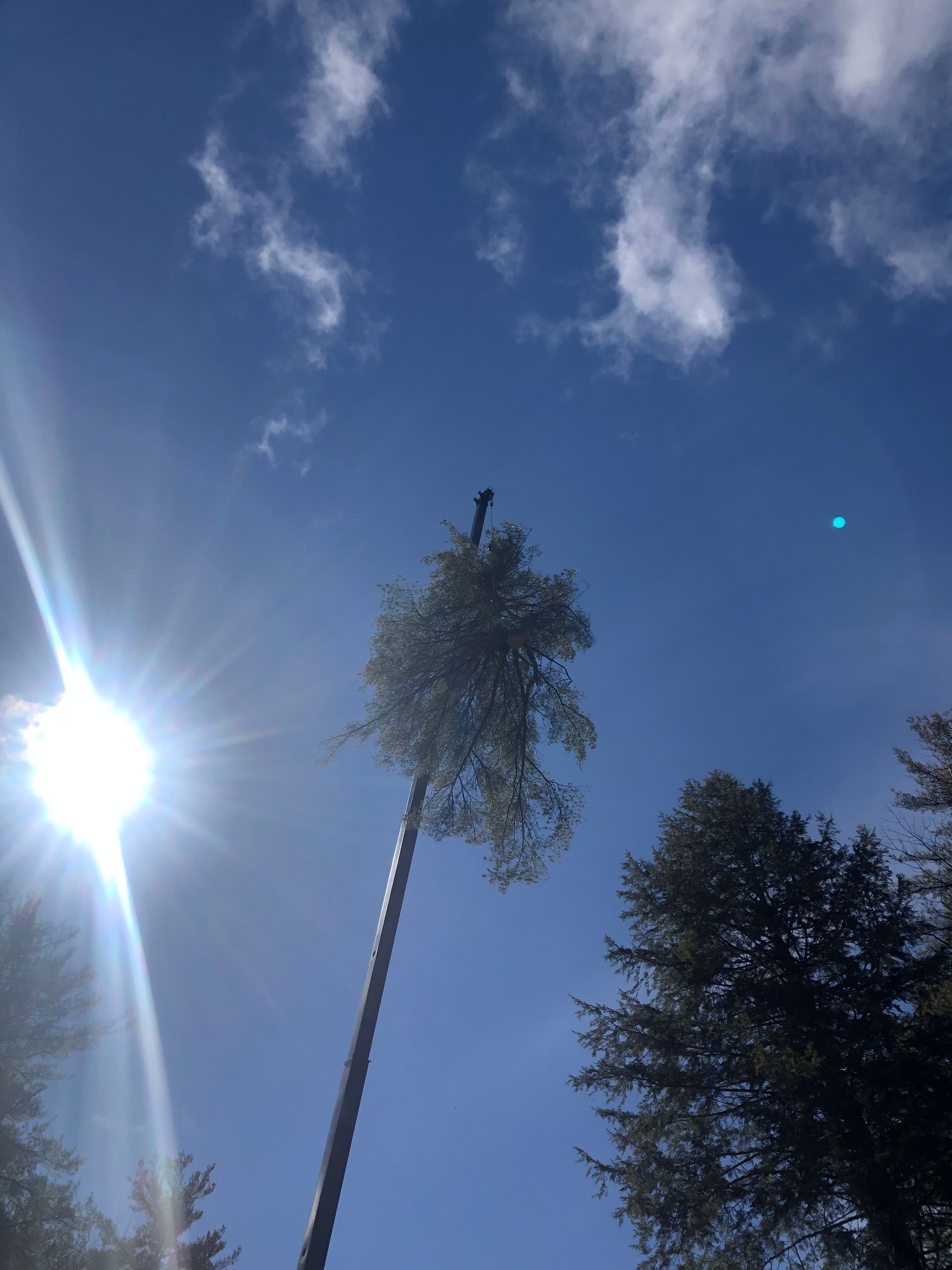 Bright sun shining over a tall tree against a blue sky with some clouds.