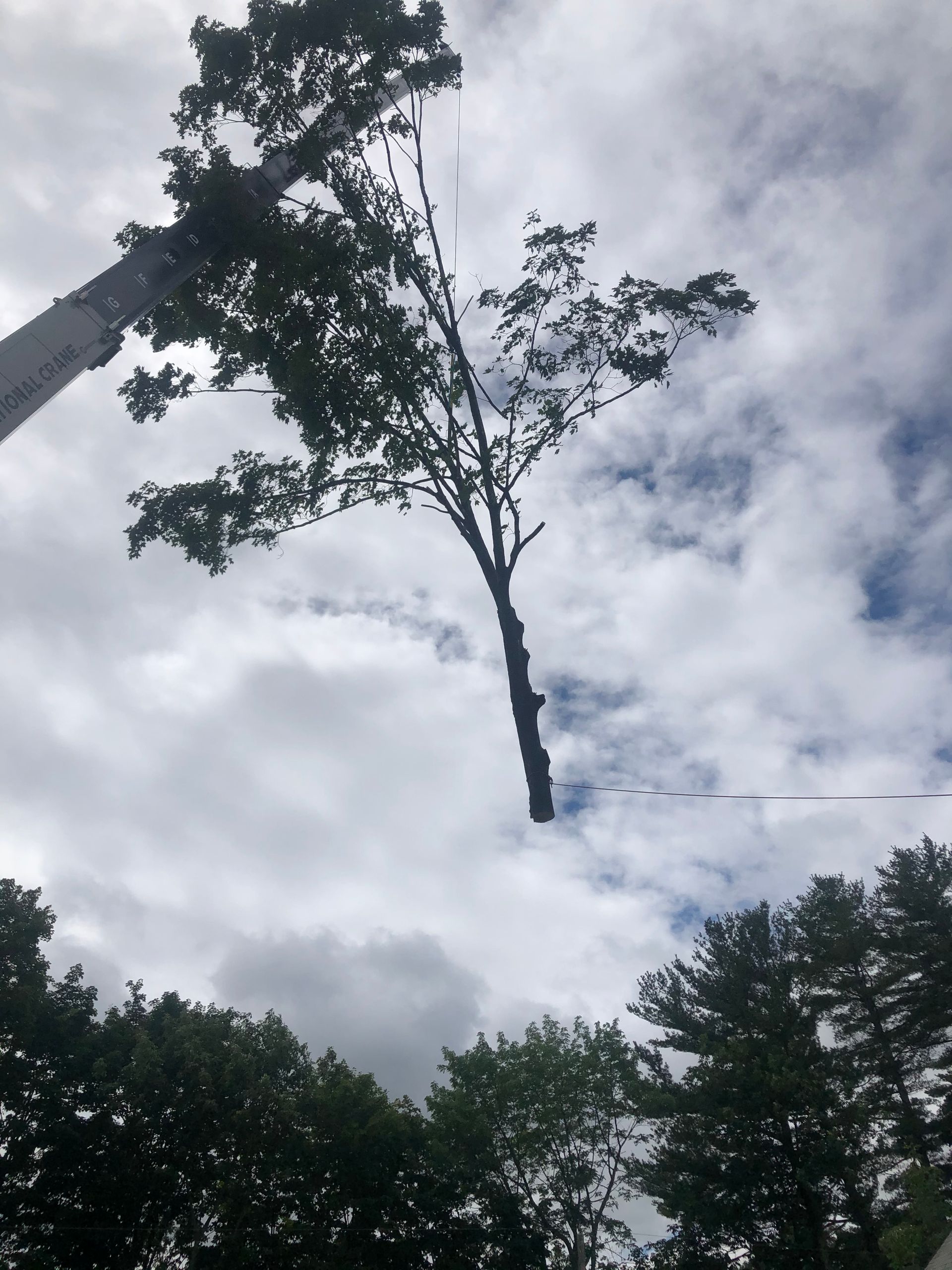 Tree being lifted in the air by a crane, against a cloudy sky.