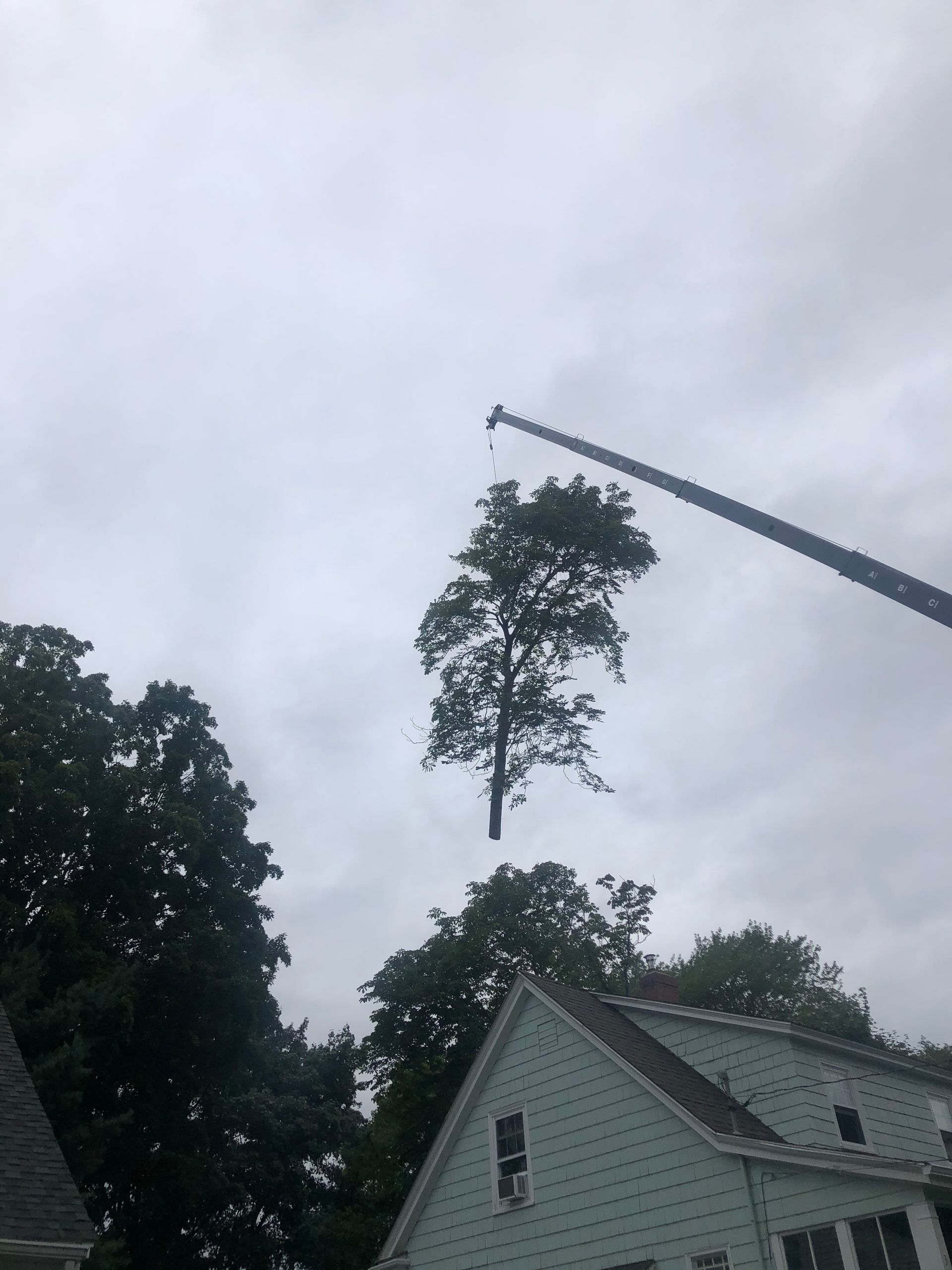 Crane lifting a tree away from a house on a cloudy day.