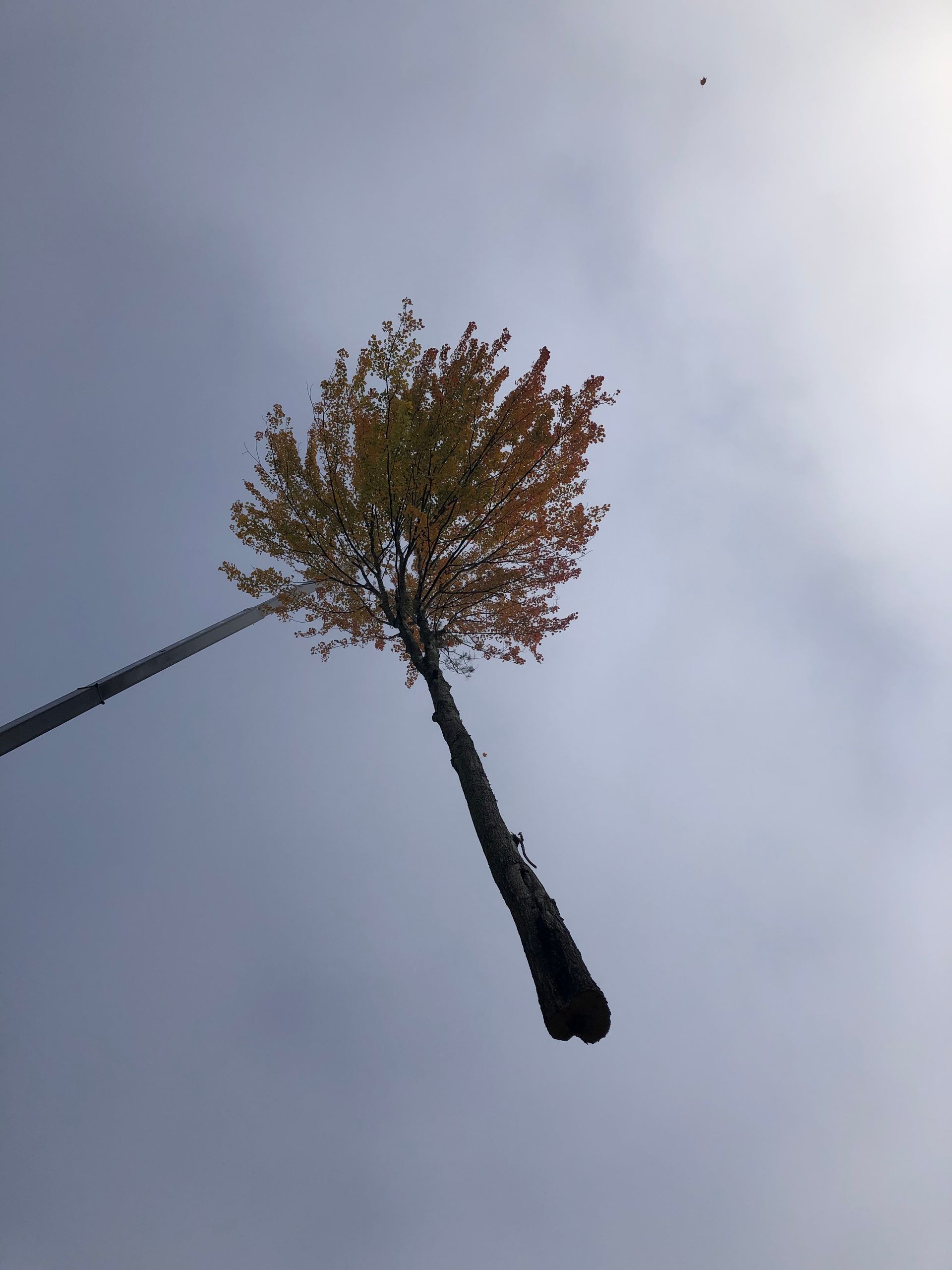 Tree with autumn leaves against a cloudy sky; long, dark, textured trunk.