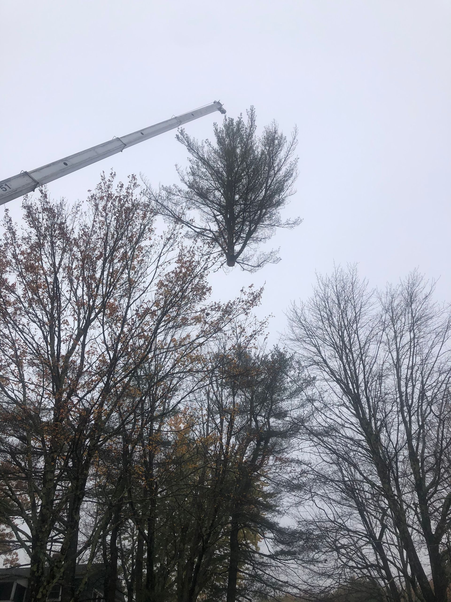 A tree being lifted by a crane against a cloudy sky. Other trees are in the foreground.