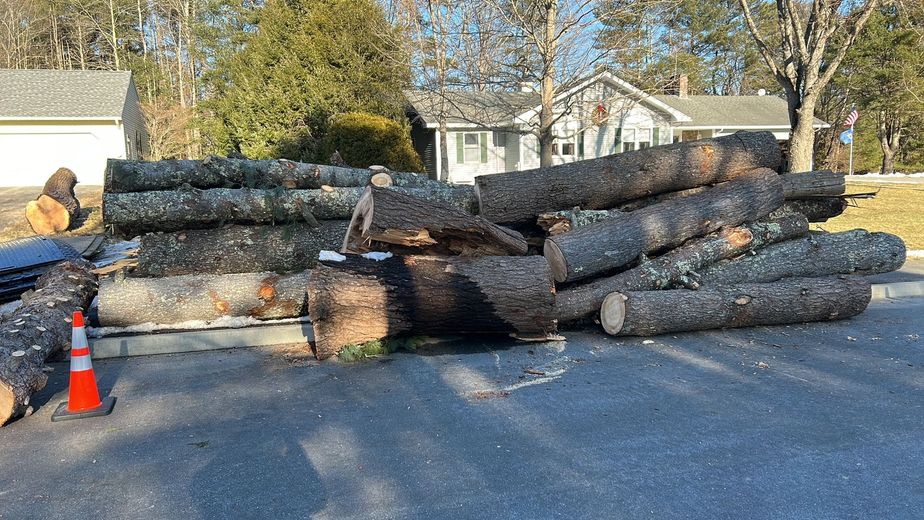 Logs piled on pavement next to a street. Orange traffic cone near logs; houses and trees in the background.