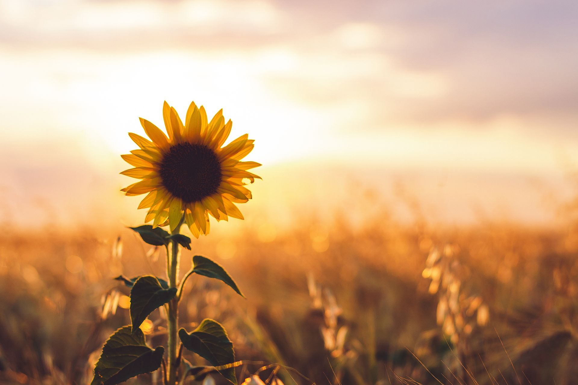 A sunflower is growing in a field at sunset.