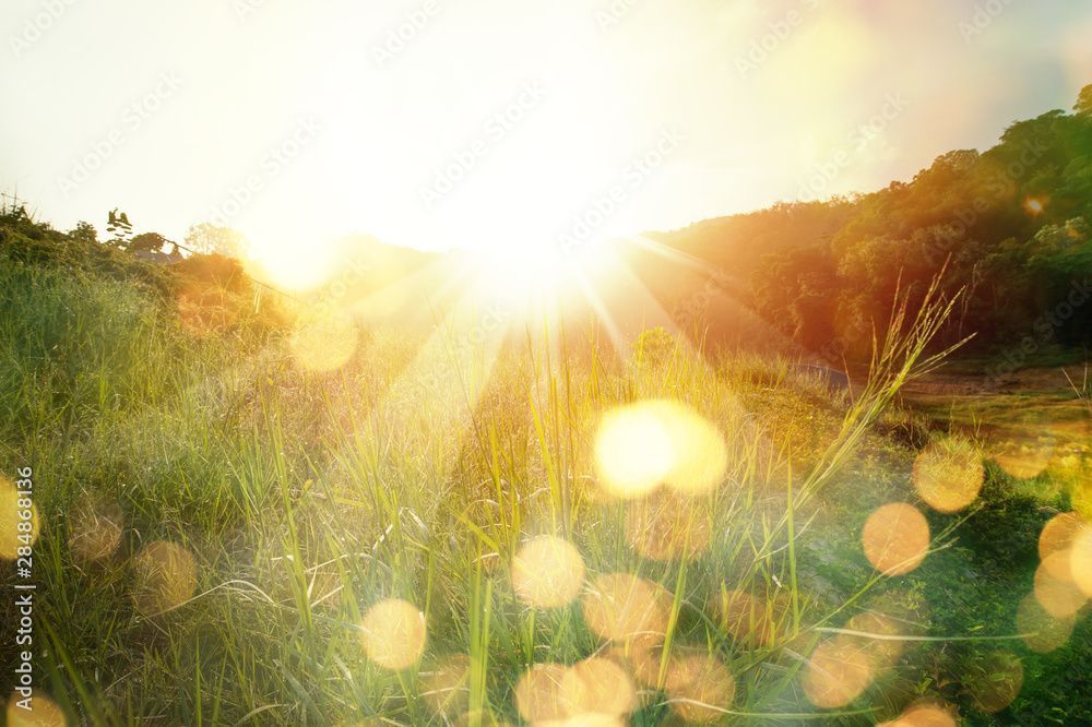 The sun is shining through the grass in a field.