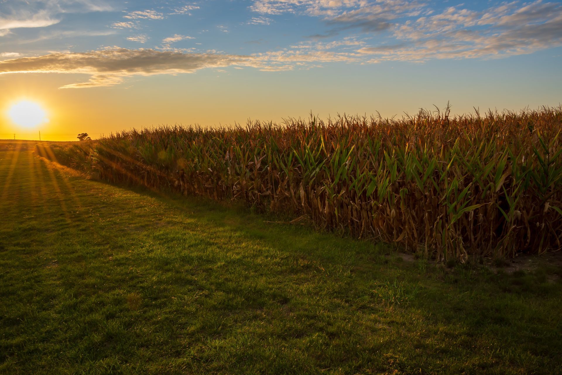 The sun is setting over a corn field.