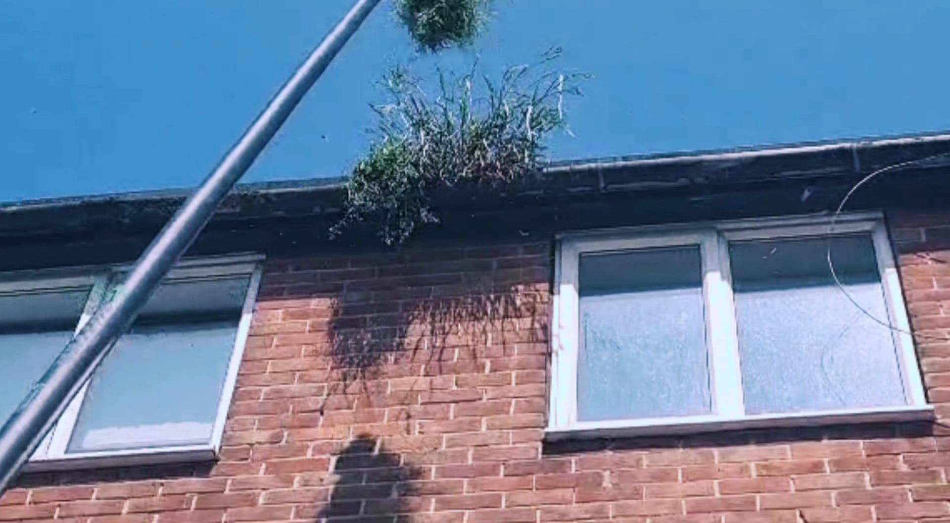 plants being removed with a high reach system