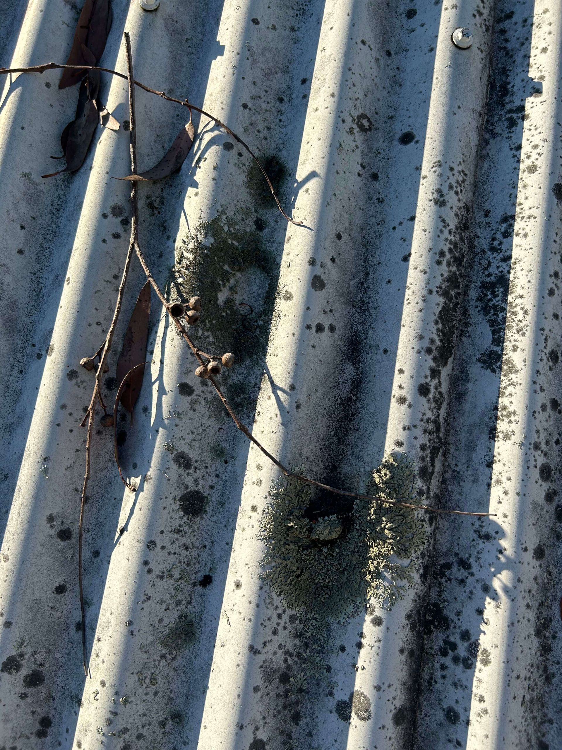 Mould growing, organic growth