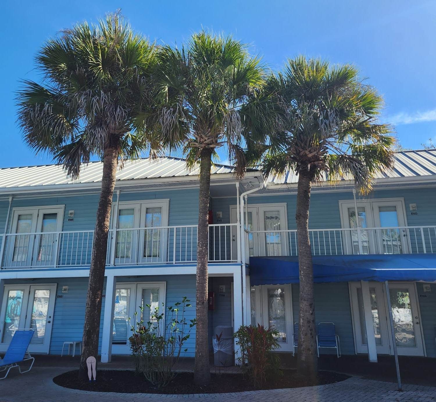Palm Tree Trimming near me
