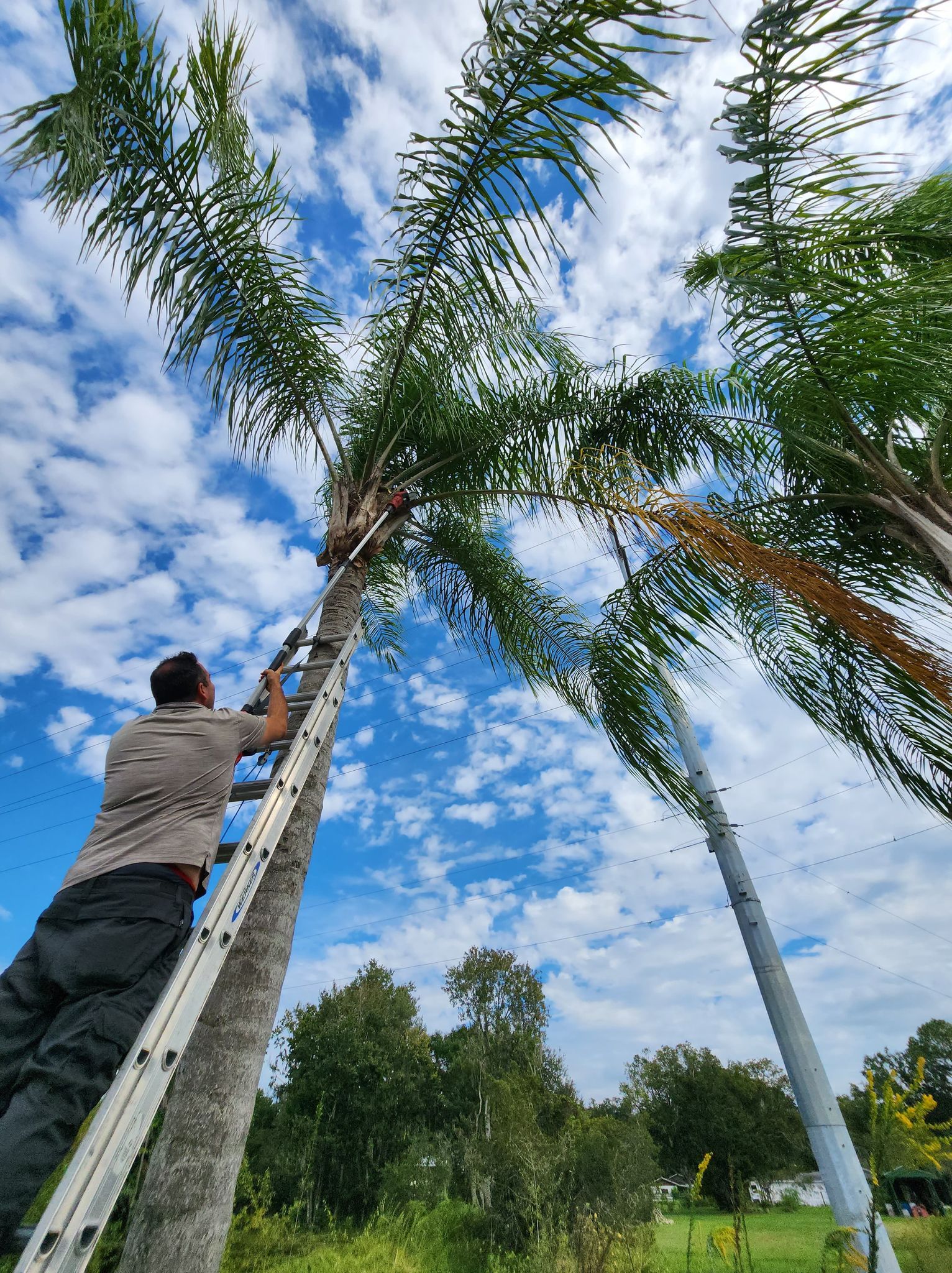 Palm Tree Trimming Wesley Chapel