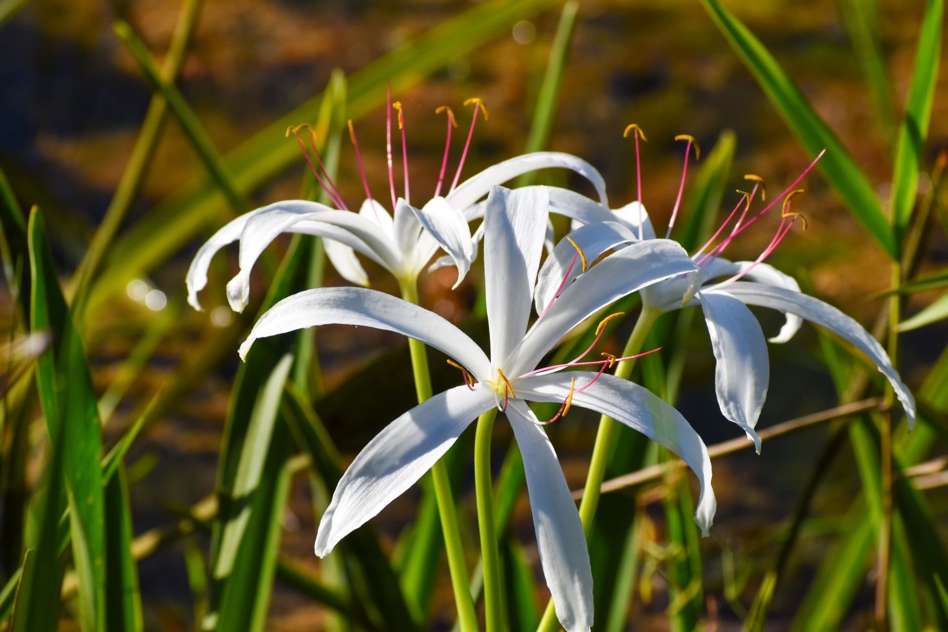 White spider lilies with pink stamens blooming among green grass in sunlight