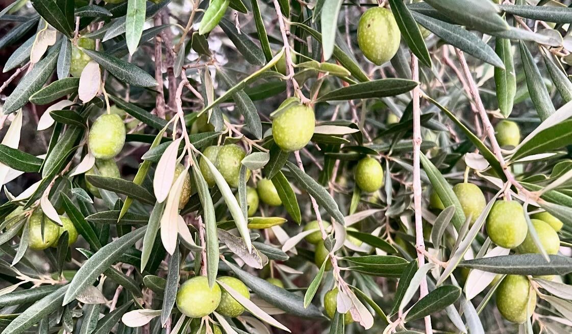 Olijfboomtak met groene olijven en bladeren.