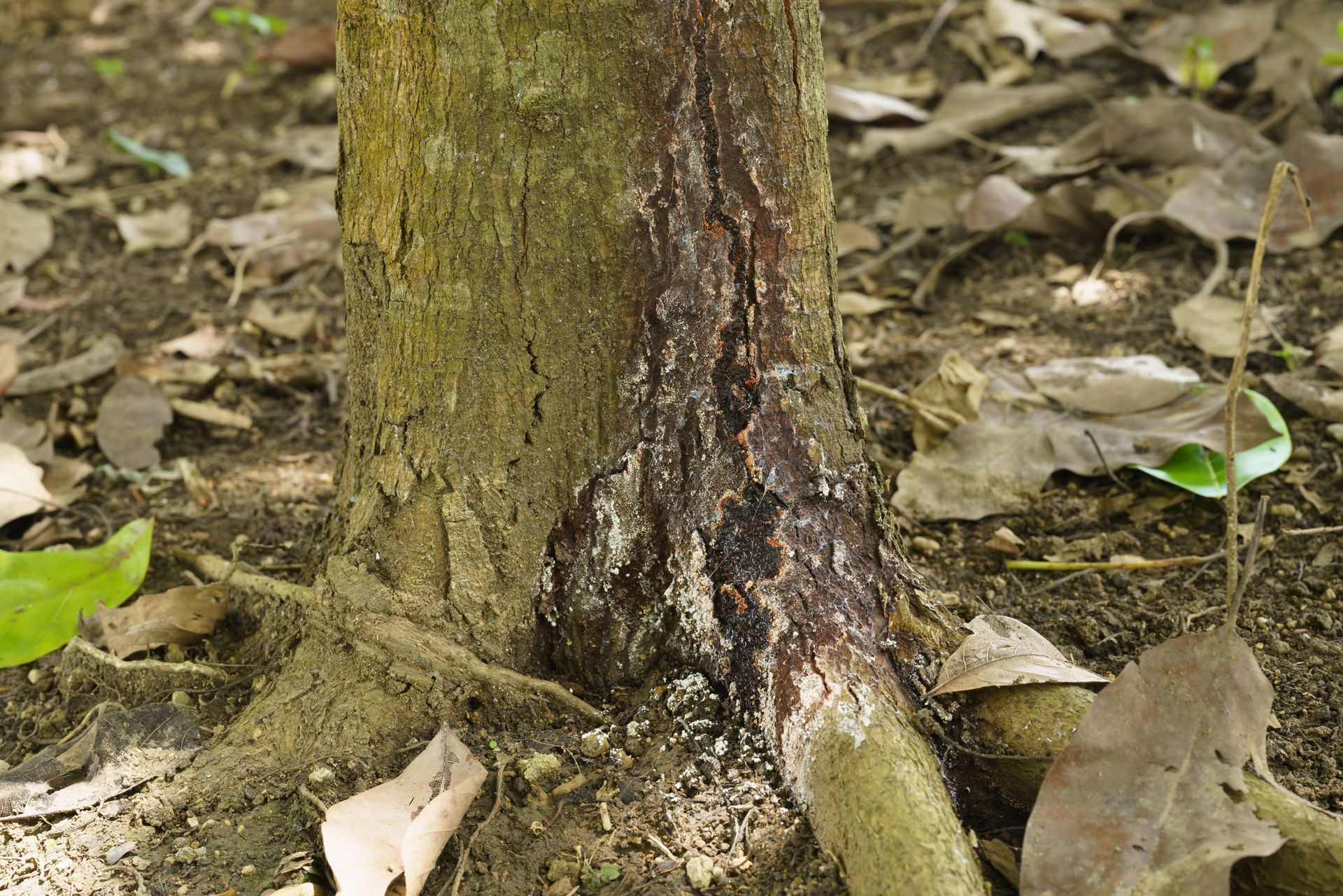 Diseased tree with visible bark damage and decay at the base