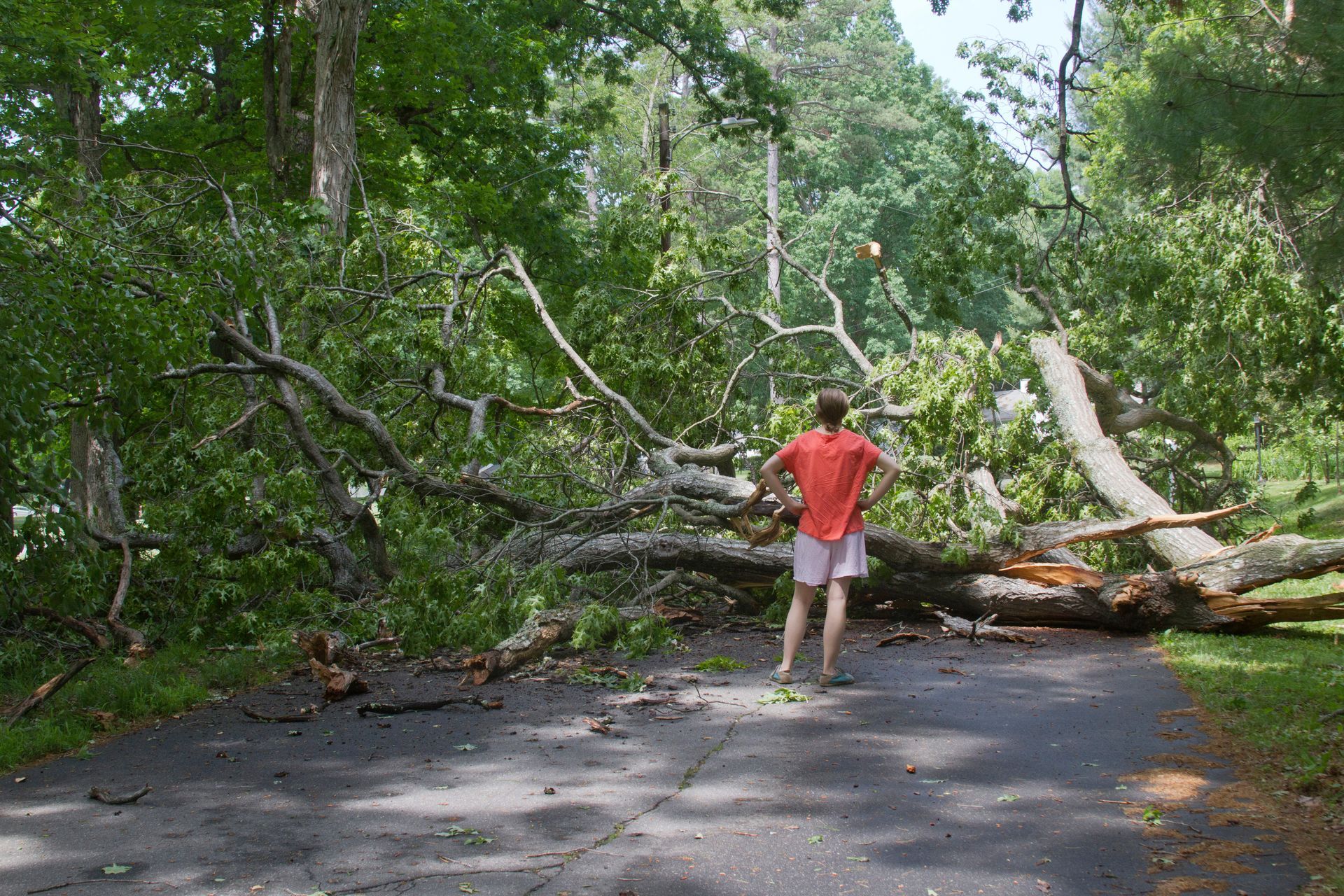 Tree Blocking the Road and Pedestrians