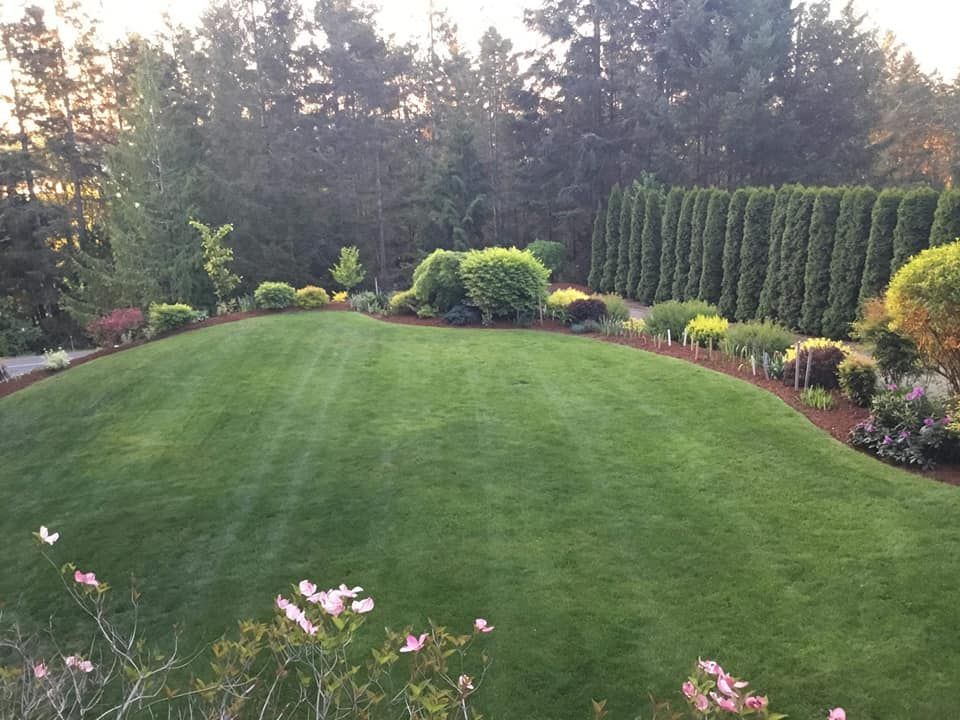 Lush green backyard lawn bordered by shrubs, flowers, and tall trees in soft evening light