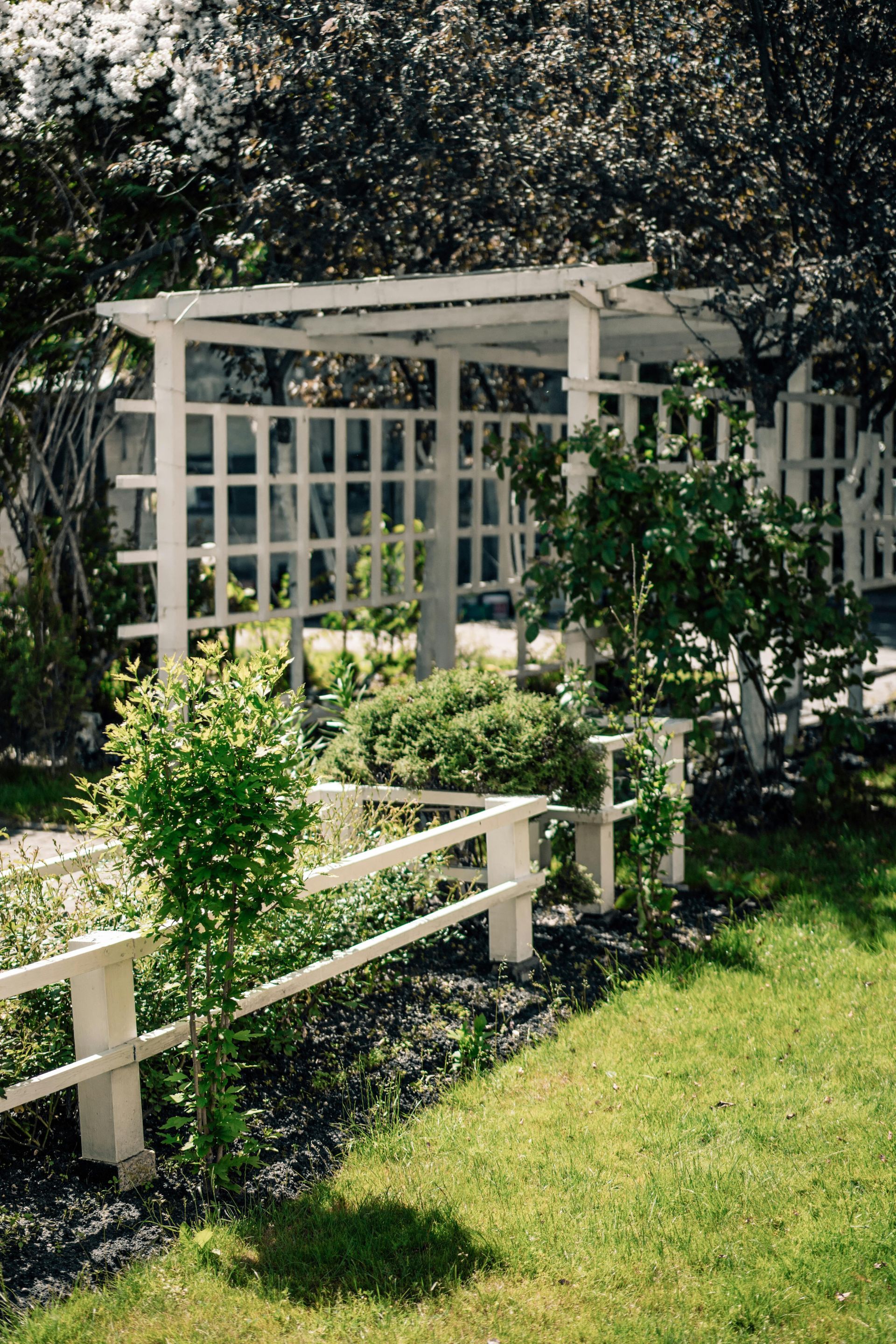 White garden pergola and trellis beside a green lawn and flowering shrubs in sunlight