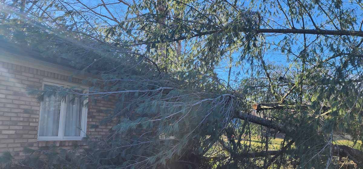 A tree branch is leaning over a brick building with a window, the sky is visible in the background.